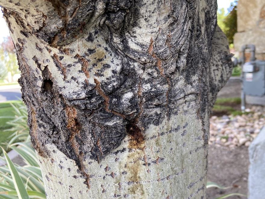 Trunk wound and staining on an aspen