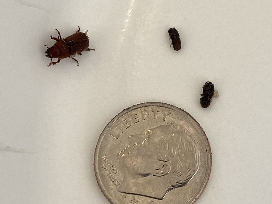 Ips bark beetles in drought-stressed spruce