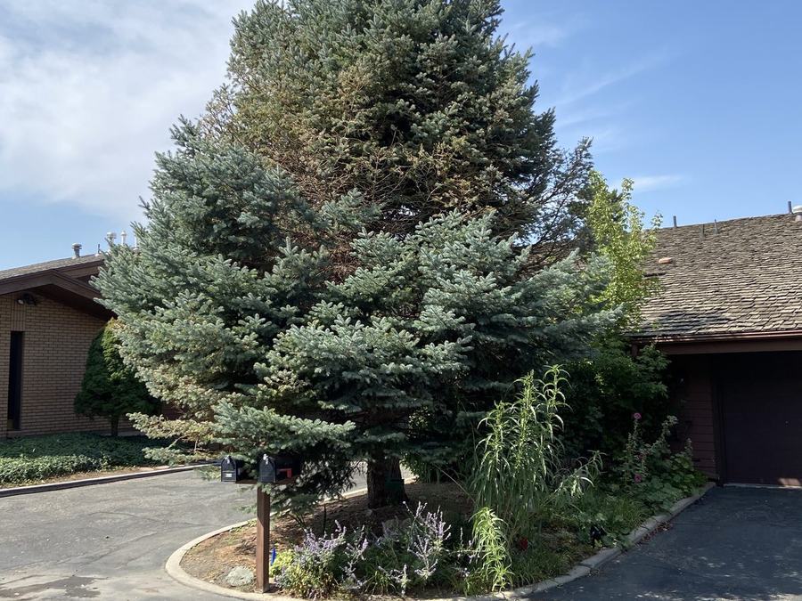 Spider mites on dwarf alberta spruce