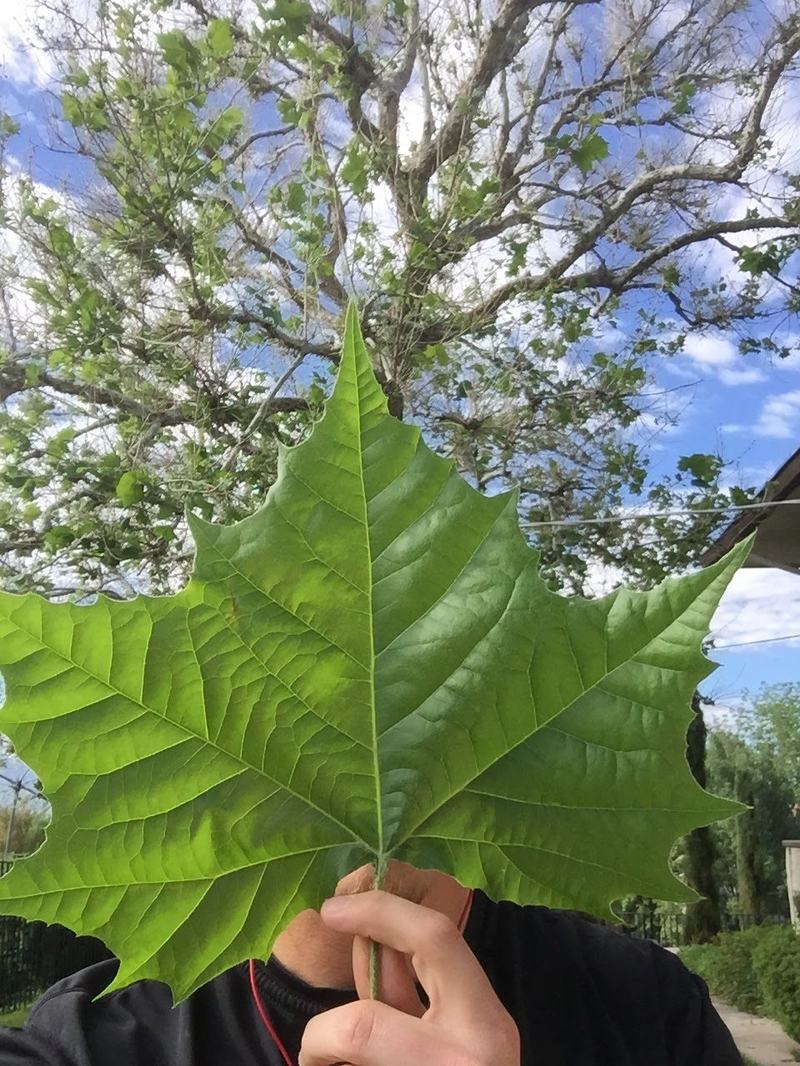 Sycamore leaf held against its canopy