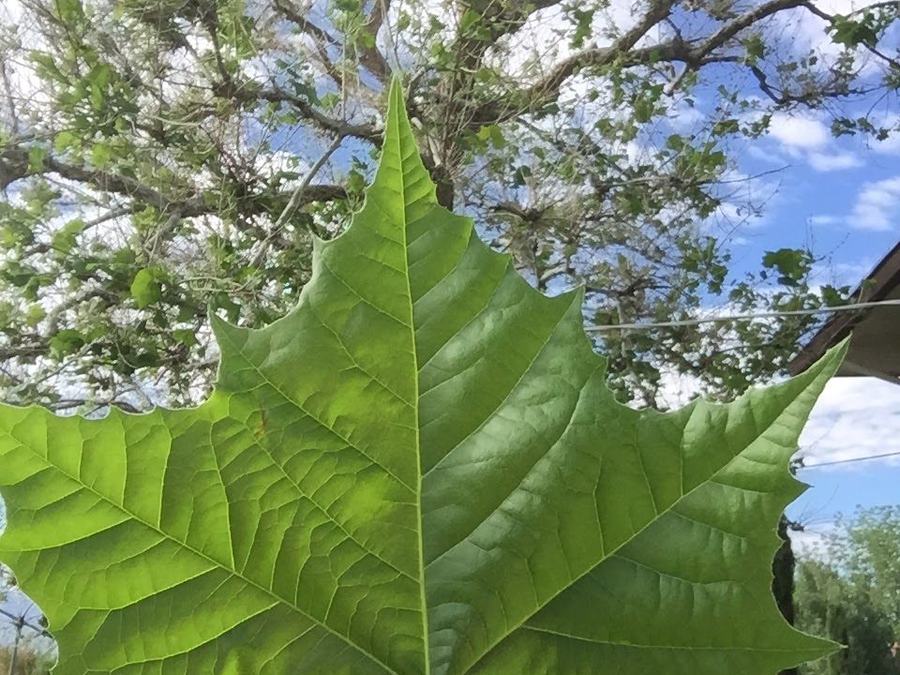 Sycamore leaf held against its canopy